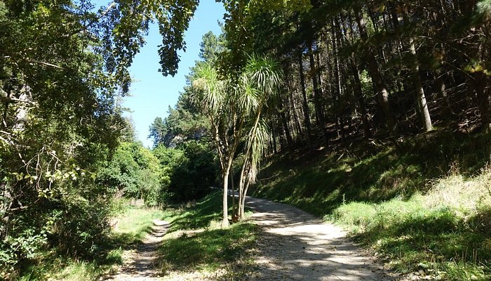 Napier Art Deco & Coastal Heritage Tour