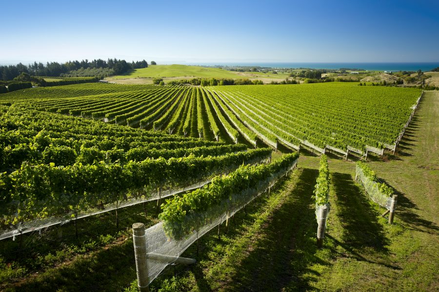 Hawke’s Bay Wine & Culinary Indulgence