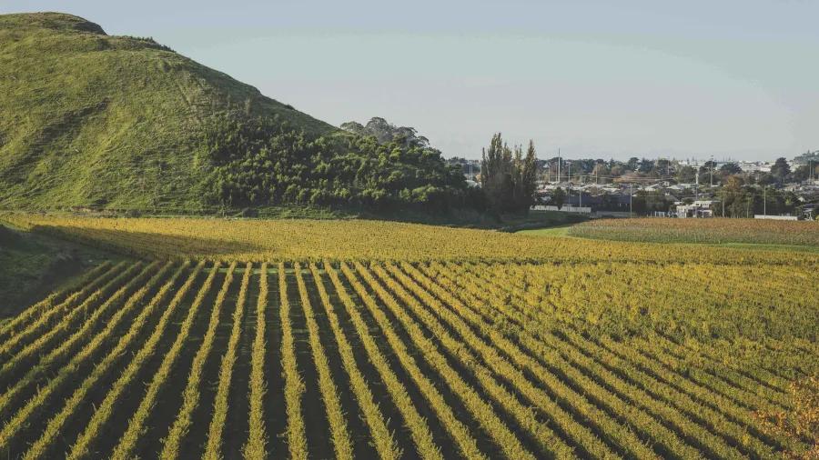 Hawke’s Bay Wine & Culinary Indulgence